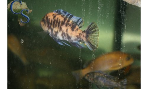 Metriaclima estherae OB